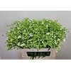 Saponaria Wit Per Bos