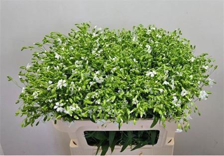 Saponaria Wit Per Bos