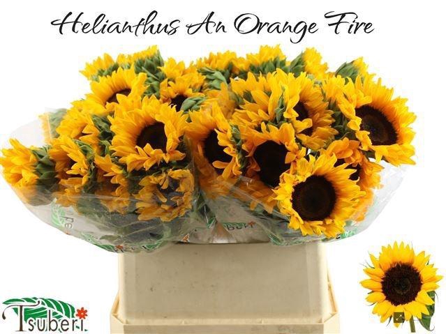 <h4>HELI ORANGE FIRE</h4>