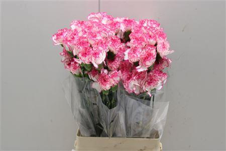 <h4>Di St Komachi</h4>