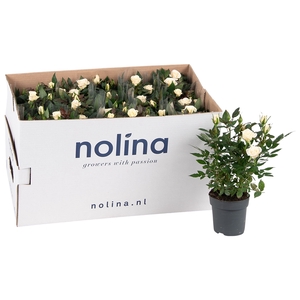 Nolina Roses Ø 10,5 cm White in box st. 1-2