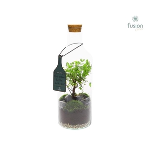 Arrangementen Bonsai H%