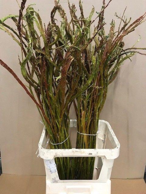 <h4>SALIX SEKKA BANDWILG#</h4>