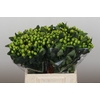 Hypericum Lucky Romance