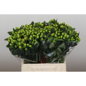 Hypericum Lucky Romance