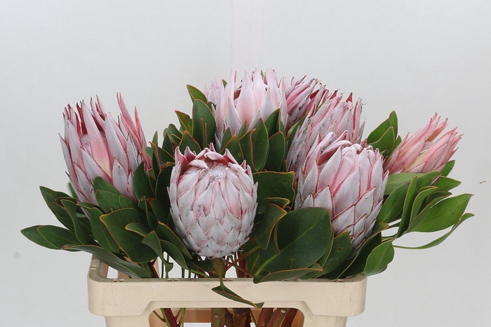 Protea Cynaroides