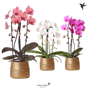 Kolibri Orchids Niagara fall 2spike Groove gold