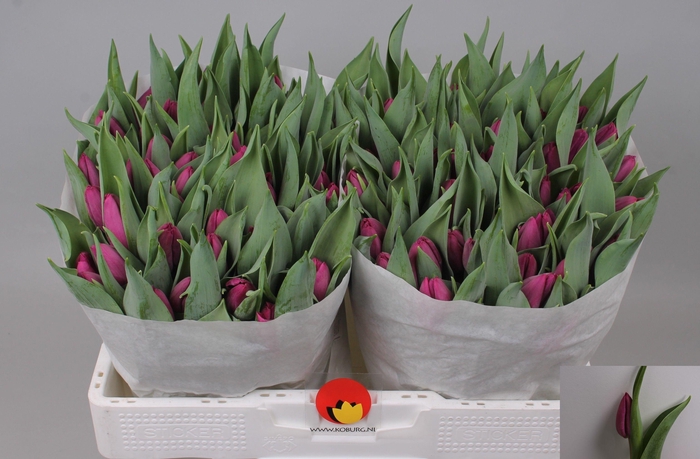 <h4>TU EN PURPLE PRINCE</h4>