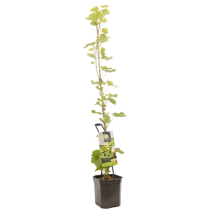 <h4>Vitis vinifera</h4>