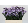 Limonium sinuatum Donau Birds