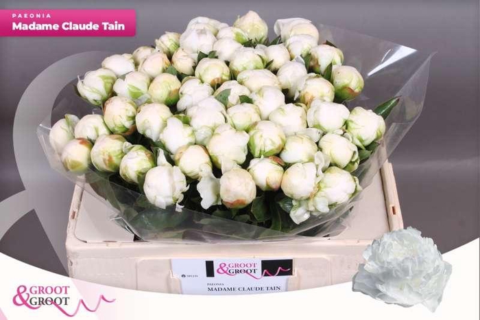 <h4>Paeonia Madame Claude Tain | Heavy Quality</h4>