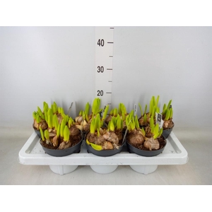 Hyacinthus orie. 'Multifl' ..