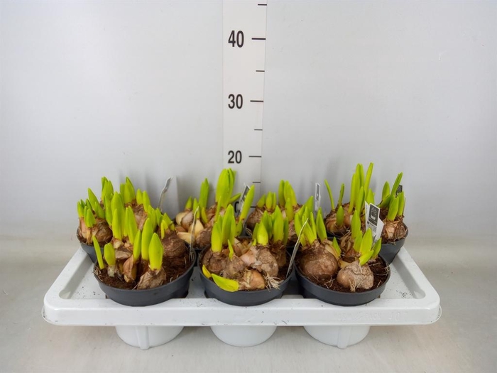 <h4>Hyacinthus orie. 'Multifl' ..</h4>