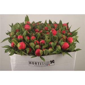 Paeo L Coral D Ambre