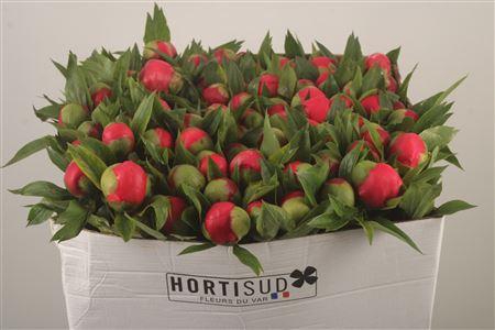 Paeo L Coral D Ambre