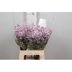 Syr V Hugo Koster 4+