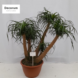 Beaucarnea vertakt op nummer 36