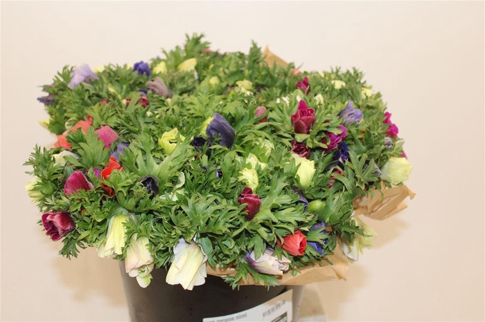 <h4>Anem Marianne Mixed</h4>