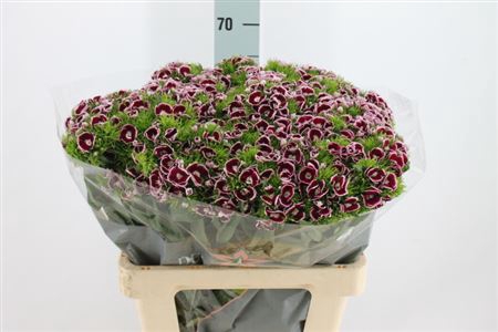 <h4>Di Barb King Bordeaux White 60 Cm</h4>