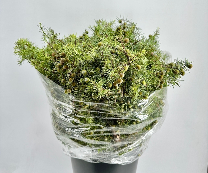 <h4>Juniperus Communis (Jeneverbes)*</h4>