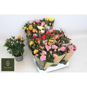 RO KORDAN GRANDE GEM