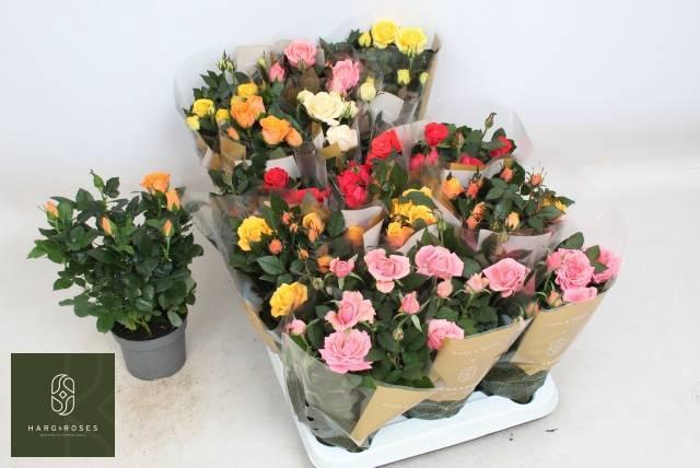 <h4>RO KORDAN GRANDE GEM</h4>