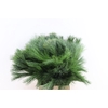 Pinus Strobus Keefer 50cm