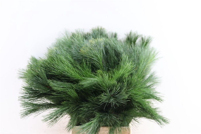 <h4>Pinus Strobus Keefer 50cm</h4>