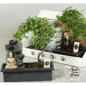 BONSAI GEM