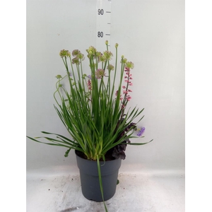 Vaste pltn   ...mix 3  [Perennials]