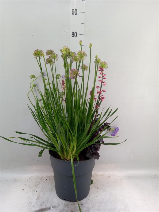 <h4>Vaste pltn   ...mix 3  [Perennials]</h4>