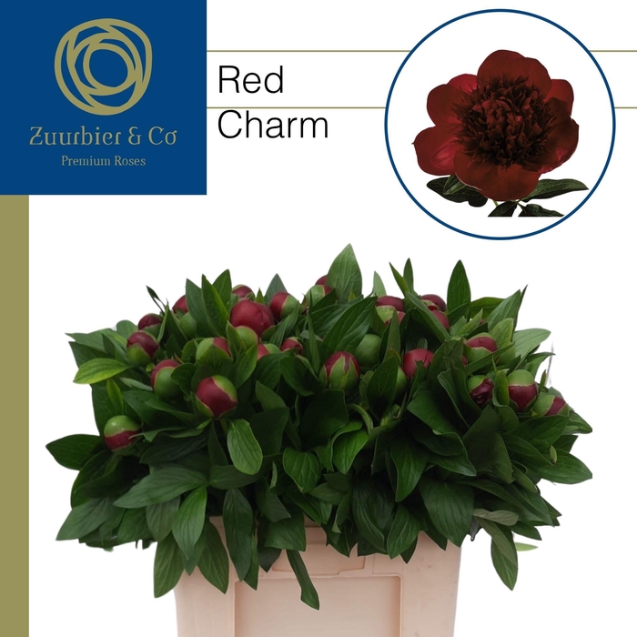 <h4>PAEO RED CHARM</h4>