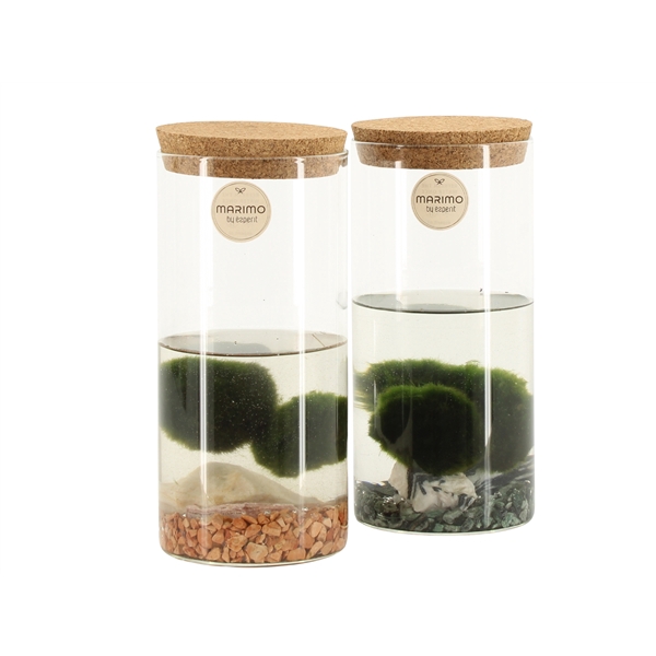 <h4>90723: Marimo arrangement</h4>