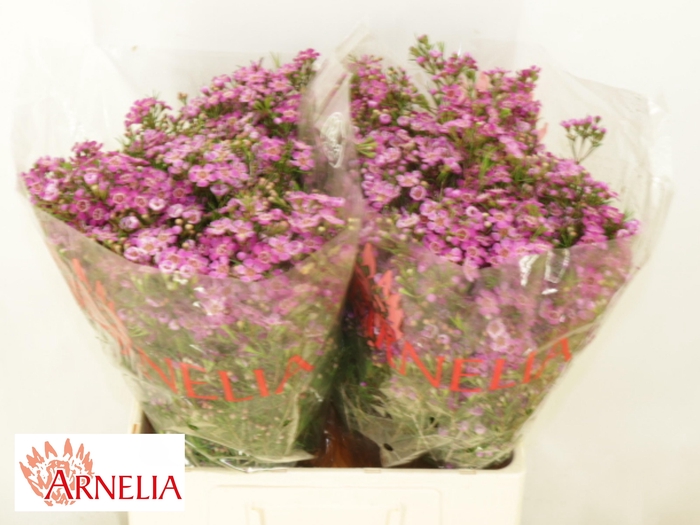 <h4>CHAME PURPLE RAIN</h4>