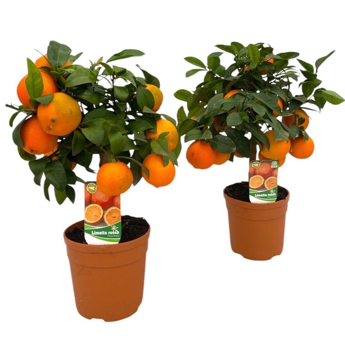 <h4>CITR LIMETTA</h4>