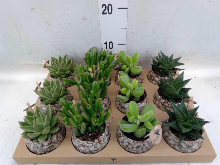 <h4>Succulents   ...mix 3</h4>