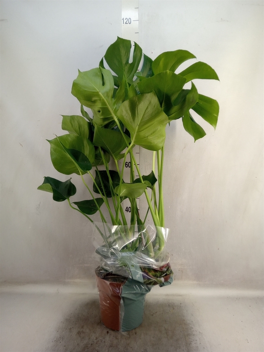 <h4>Monstera delic.</h4>