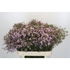 Chamelaucium Dancing Queen