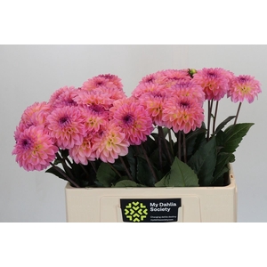 Dahlia DE 'Esli'