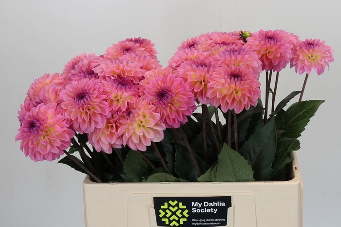 Dahlia DE 'Esli'
