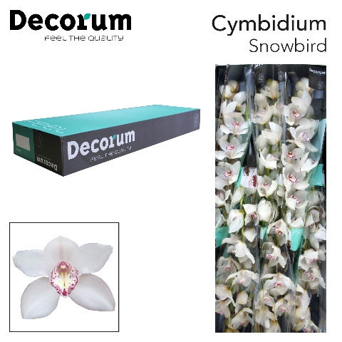 <h4>Cymbidium Snowbird Doos</h4>