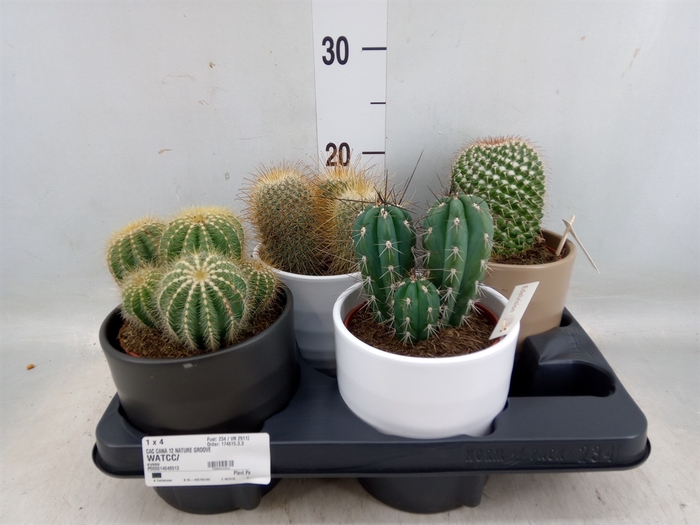 <h4>Cactus   ...</h4>