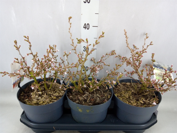 <h4>Prunus incisa 'Kojou-no-mai'</h4>