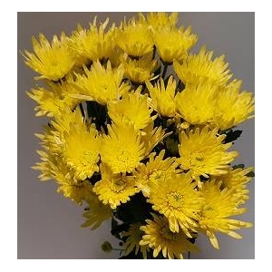 Chr Carolle Yellow