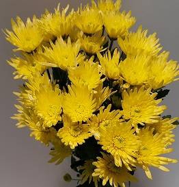 Chr Carolle Yellow
