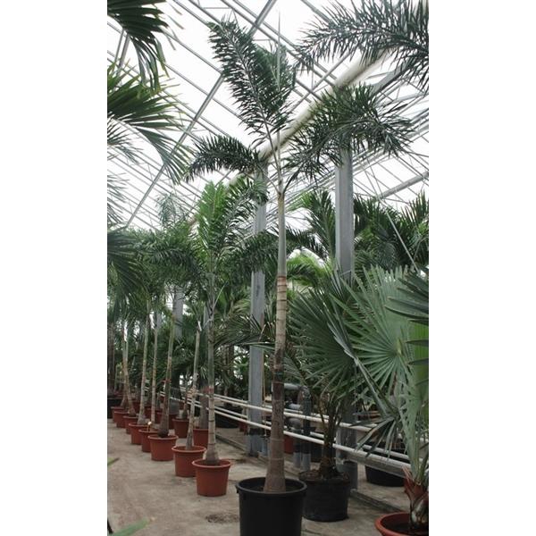 <h4>Wodyetia bifurcata</h4>