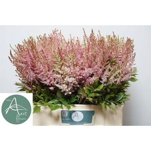 Astilbe Erika Aert