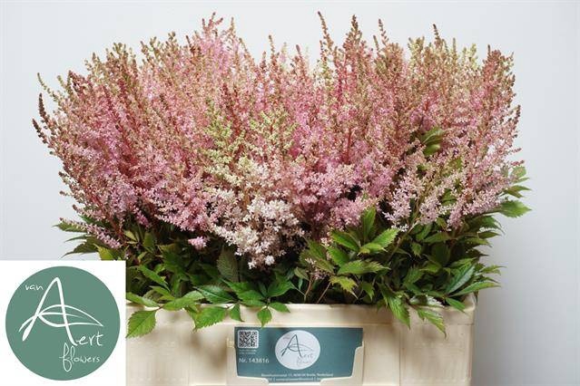 <h4>Astilbe Erika Aert</h4>