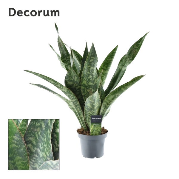 <h4>Sansevieria Aubrytniana Dragon (Decorum)</h4>
