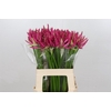 Nerine Favoriet